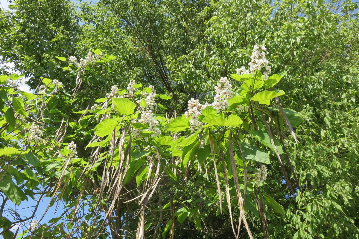 Types de catalpa