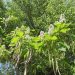 Types de catalpa